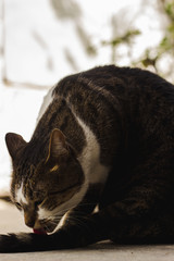 cat licking its tail