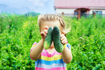 Grown cucumbers, children's hands. Summer in the village.