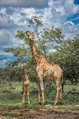 Giraffes in Etosha national park, Namibia