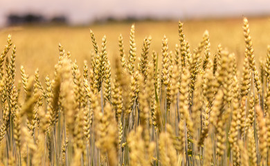 Obraz premium Close up of golden ear on the wheat or rye field background. small depth of field. landscape in rural. rich harvest. retro style.