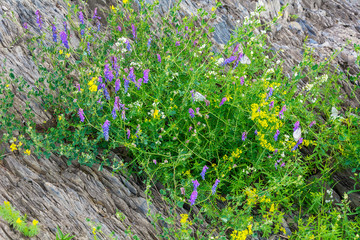 Blooming little meadow on the rock