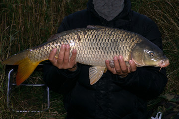Carp isolated on white background in the wild