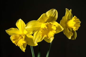 three yellow daffodils on a dark background