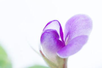 macro purple wildflower on white background, little flower close-up, macro of flower