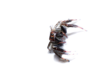 isolated spider, macro spider on white background, macro of insect, animal wildlife