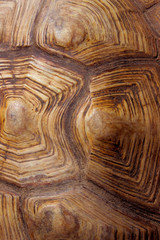 Blurred Pattern Of Tortoise Shell. Cropped Shot Of Tortoise Shell. Blurred Abstract Nature Background Texture.