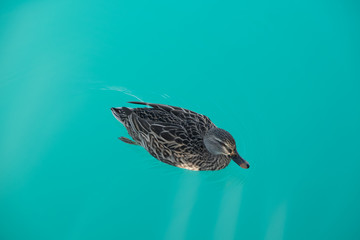 duck swim in green water