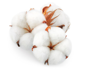 Cotton plant flowers isolated on white background