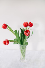 Red tulips in vase on white background. Concept of holiday, birthday, Easter, March 8. 