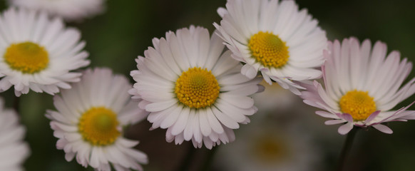 Daisy flowers close up