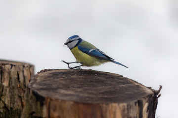 blue tit on a stump