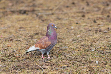portrait of a colorful dove