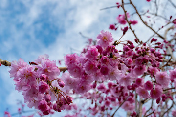 枝垂れ桜