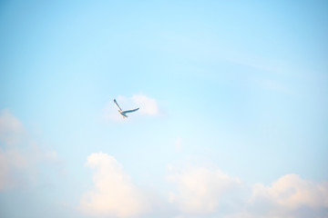 a seagull in the sky