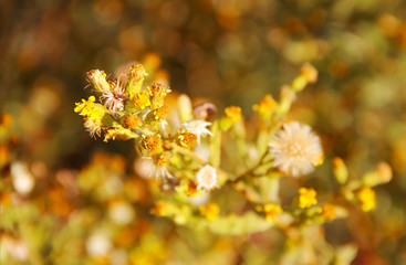 yellow and white flowers on a background of green leaves