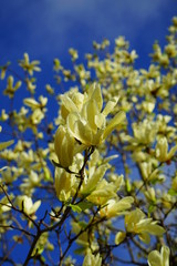 Yellow magnolia flower on a tree in Spring