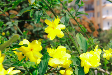yellow and white flowers on a background of green leaves