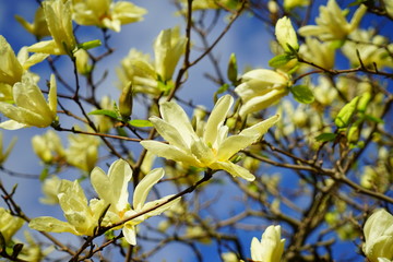 Yellow magnolia flower on a tree in Spring