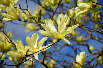 Yellow magnolia flower on a tree in Spring