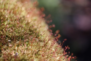Moss with red spore capsules in the forest close up, selective focus. Colorful macro shot for nature background