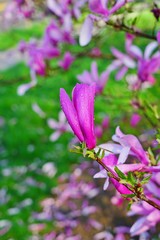 Pink flowers of a magnolia tree in spring with raindrops after a shower