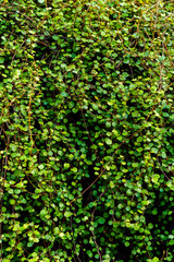 Fototapeta na wymiar Green leaves texture. Fresh spring tropical leaves background