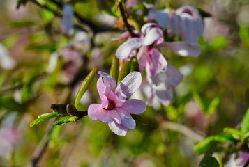 Pink flowers of a magnolia tree in spring with raindrops after a shower