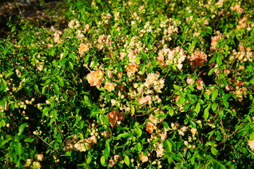 Red orange blooms of flowering quince chaenomeles shrub