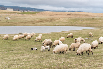 Herd of sheep grazing high in the mountains