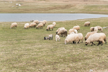 Obraz premium Herd of sheep grazing high in the mountains