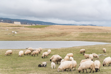 Herd of sheep grazing high in the mountains