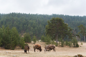 Herd of cows grazing in Montenegro