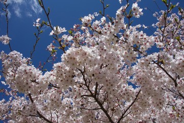日本の桜