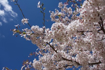 日本の桜