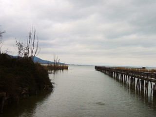 Fototapeta premium Natural reserve on the Trasimeno Lake, Umbria Italy.