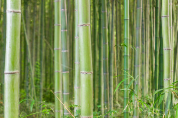 Famous evergreen plants surrounding on a beautiful bright day in the Arashiyama Bamboo Grove, a Kyoto's top sight, Japan.