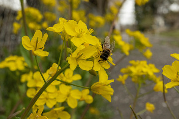 菜の花とミツバチ