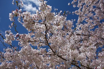 日本の桜