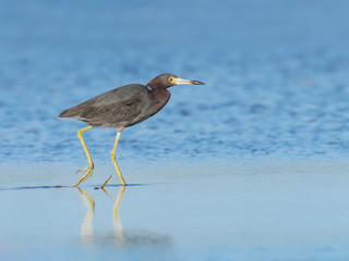 Little Blue Heron Walking on the Pond