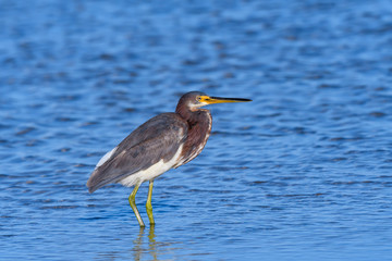 Tricolored Heron Foraging Resting on the Pond, Portrait