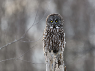 Great Grey Owl Sitting on Top Dead Tree Trunk, Portrait in Winter