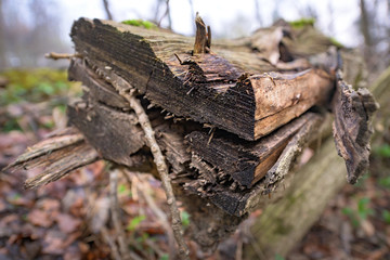 Natural habitat for insects in the forest in the morning. Rotten wood as protection to preserve biodiversity.