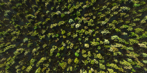 Colorful panoramic landscape: green forest of dense mixed tree tops, aerial view of miniature world.  (Plane backplate, 3D rendering computer digitally generated illustration.) © Drawbot