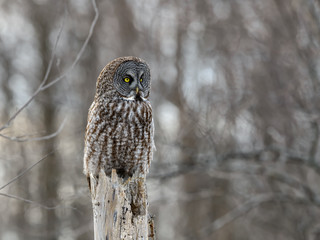Great Grey Owl Sitting on Top Dead Tree Trunk, Portrait in Winter