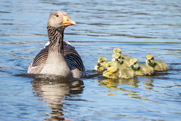 Gänsefamilie an der Elbe in Dresden © Frank Krautschick