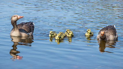 Gänsefamilie an der Elbe in Dresden © Frank Krautschick