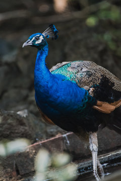 a beautiful peacock