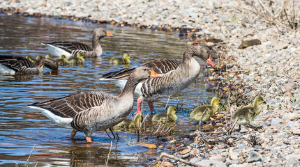 Gänsefamilie an der Elbe in Dresden © Frank Krautschick