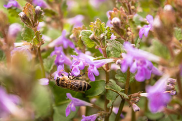 A bee flies between plants while collecting pollen from flowers. A small flower and a bee on it.