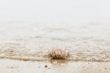 Pebble being dragged into the ocean